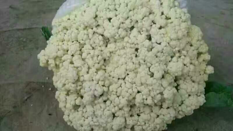 白花菜散装