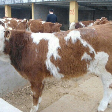 肉牛