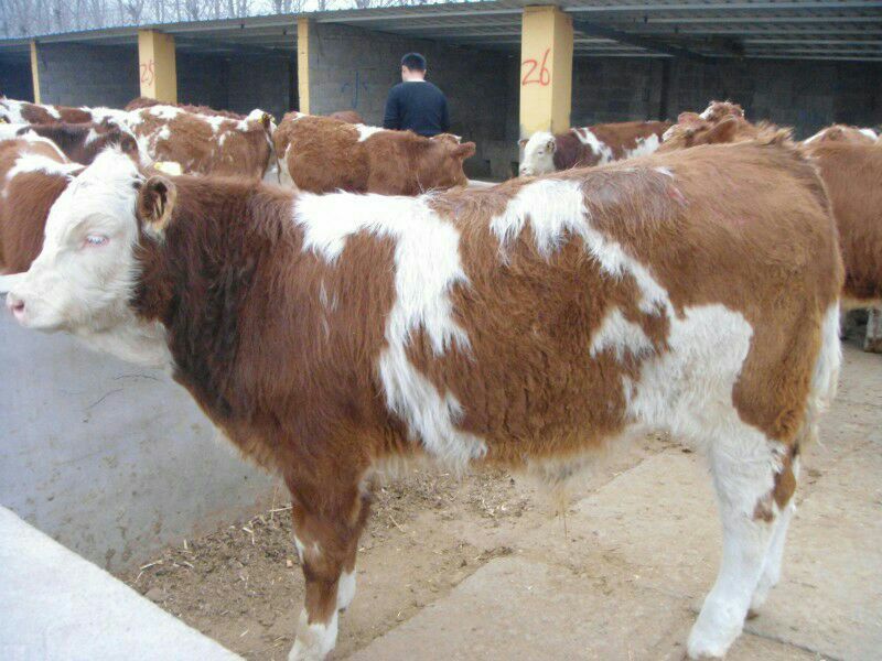 肉牛