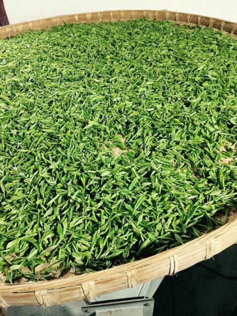 本山茶一级