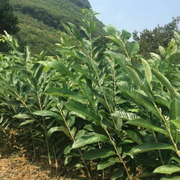 板栗苗