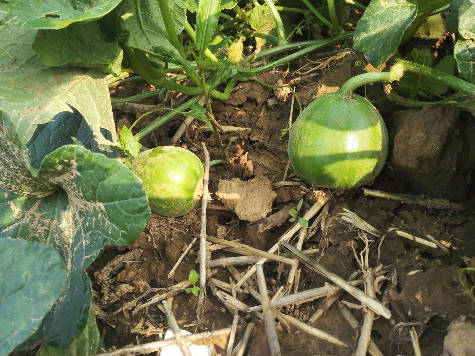 河南洛阳市廛河区绿宝甜瓜 0.5斤以上批发_李