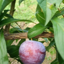 脆红李子树苗50~100cm