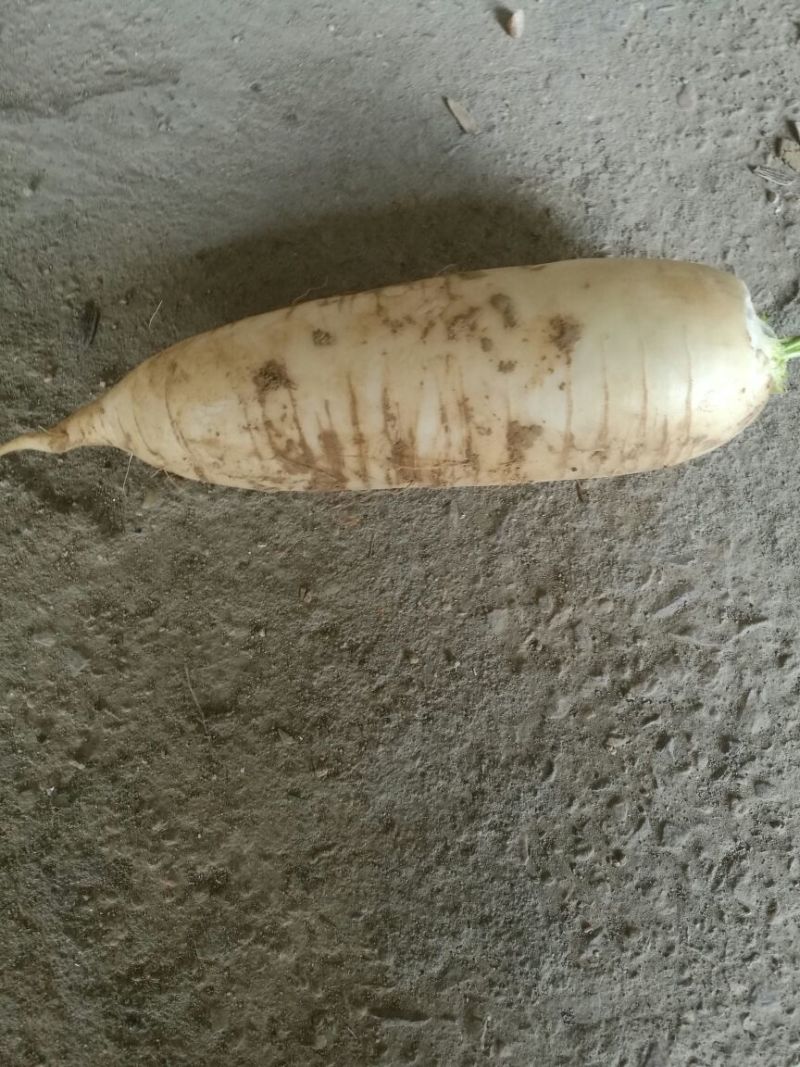 白萝卜1.5~2斤起