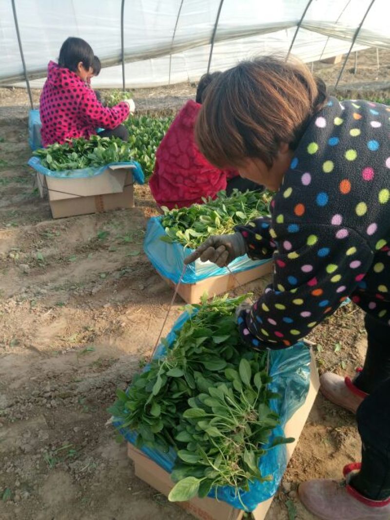 傲冠602015~20厘米