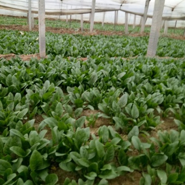 绿神菠菜15~20厘米
