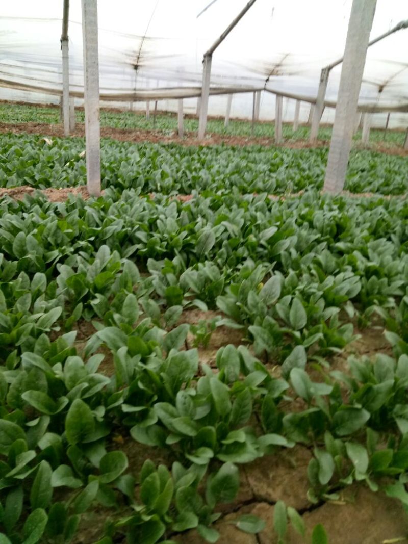 绿神菠菜15~20厘米