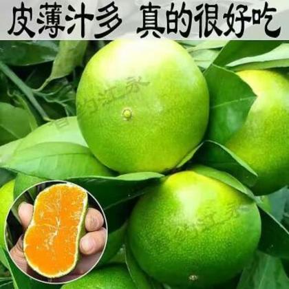 湖南永州市江永县蜜橘 6~6.5cm批发_陈军供应