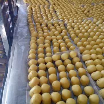 粘豆包