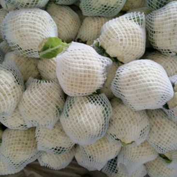 雪宝菜花河北花菜莲花白现货供应小米粒欢迎产地看货线上交易