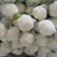 雪宝菜花河北花菜莲花白现货供应小米粒欢迎产地看货线上交易