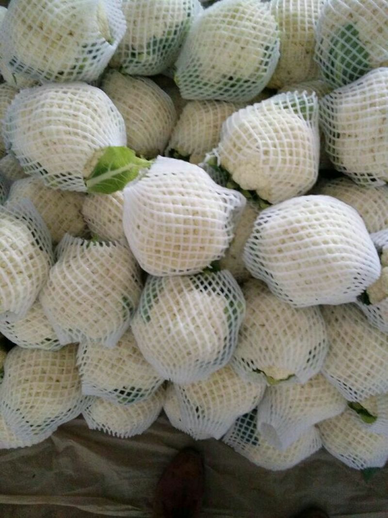 雪宝菜花河北花菜莲花白现货供应小米粒欢迎产地看货线上交易