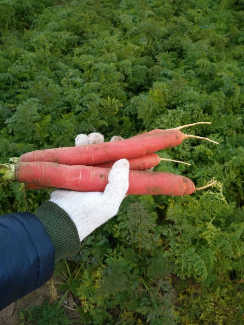 胡萝卜红萝卜大荔红萝卜