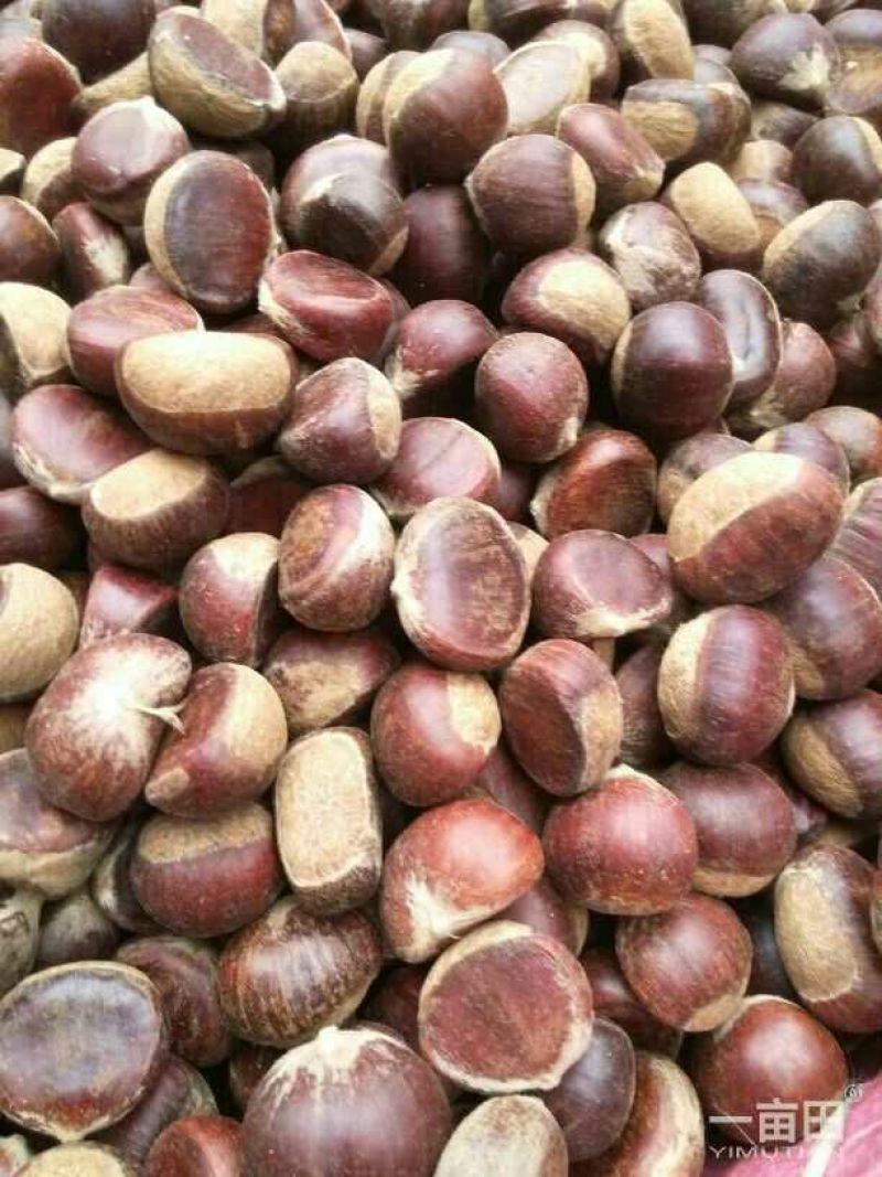 板栗炒栗种大标