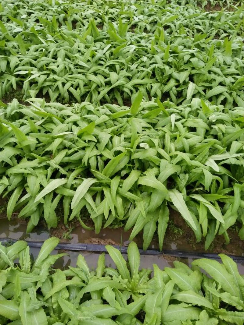 油麦菜30~35厘米以上