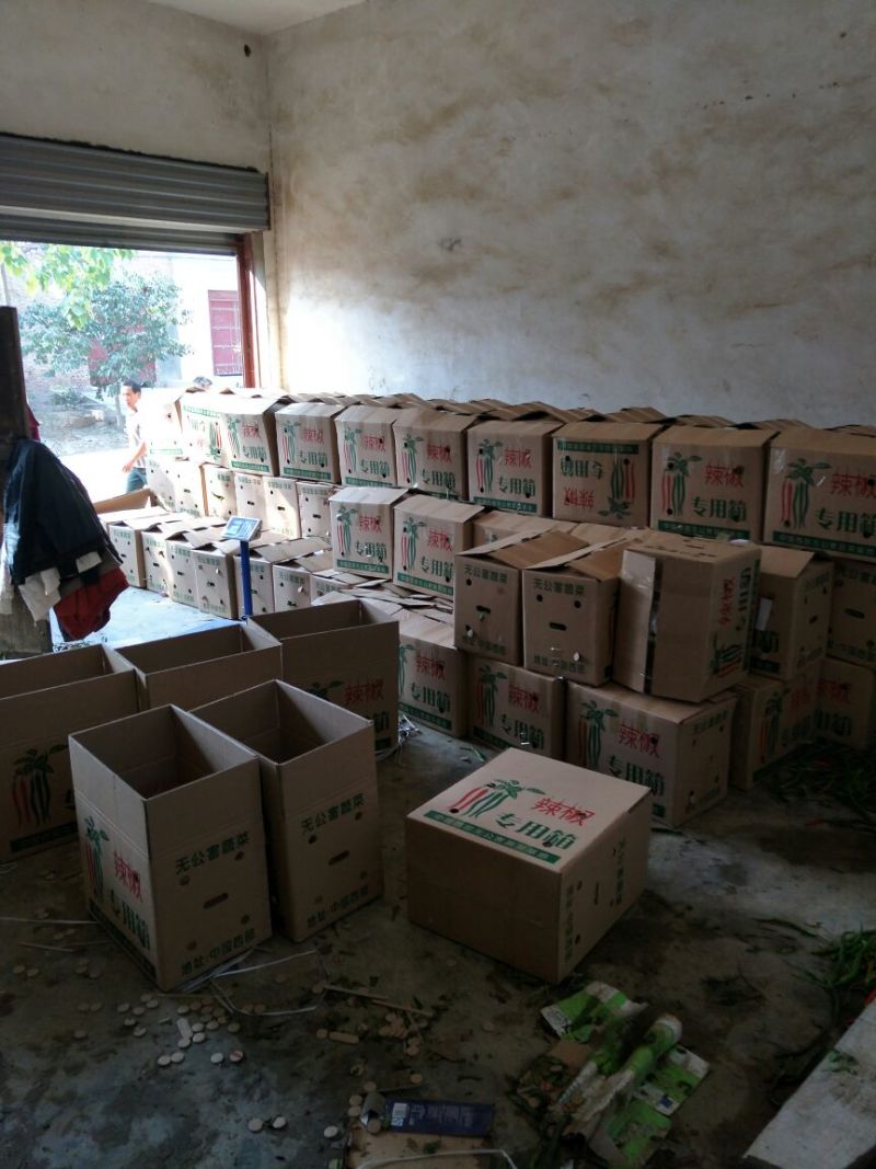 精品二荆条辣椒15~20厘米青中辣，保质保量