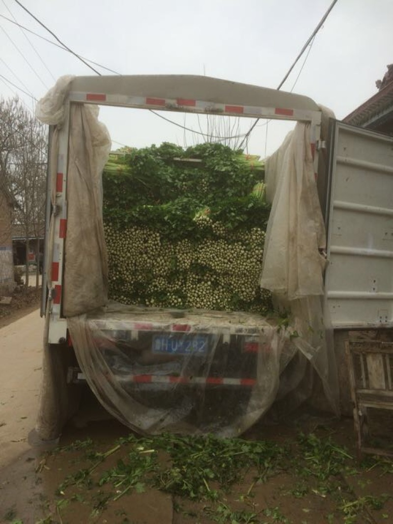 大量低价供应金乡西芹，基地货源充足，当天发货，全国供应