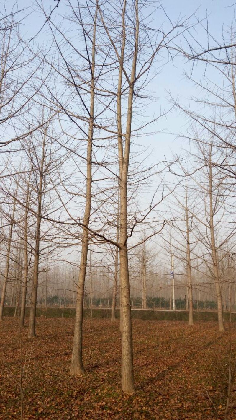 银杏树14~16cm4米以上1~2米