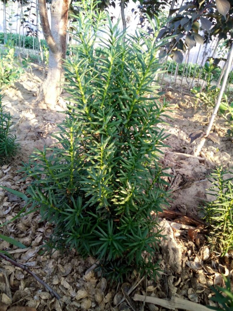 红豆杉盆景