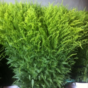 黄莺草50~100cm