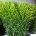 黄莺草50~100cm