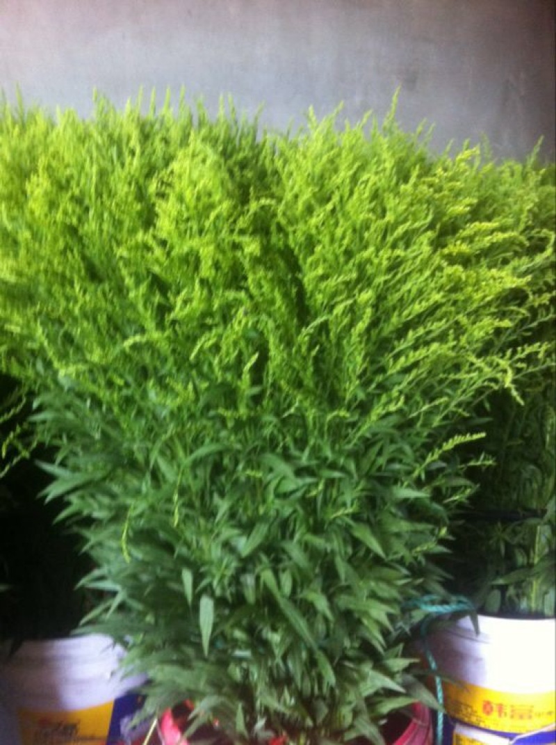 黄莺草50~100cm