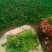 菠菜20~25厘米