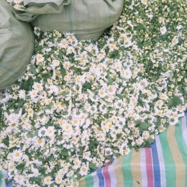 菊花茶