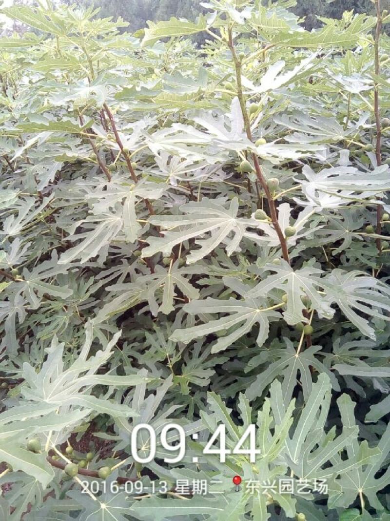 布兰瑞克2~4cm4cm以下1.5~2米