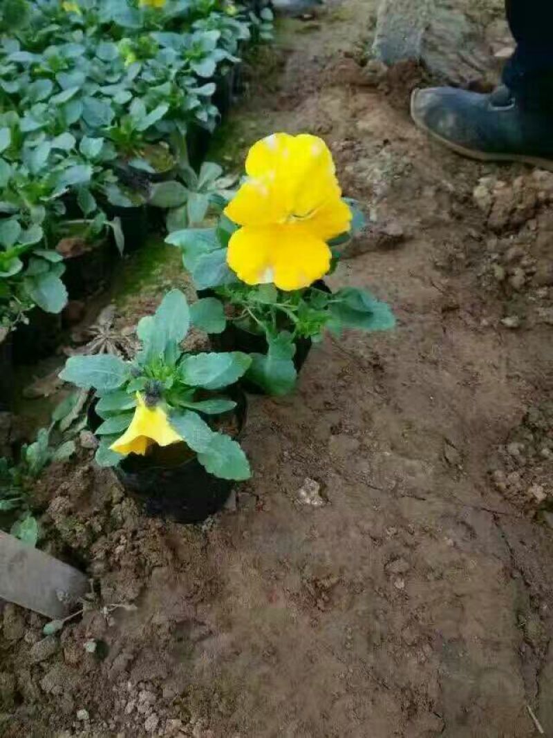 三色堇种苗山东三色堇种植基地三色堇盆栽苗三色堇盆苗