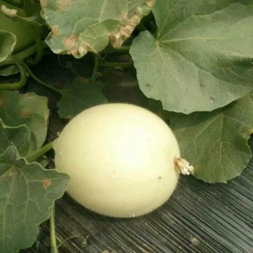 精品甜瓜大量上市,小白瓜供应,脆梨甜瓜供应