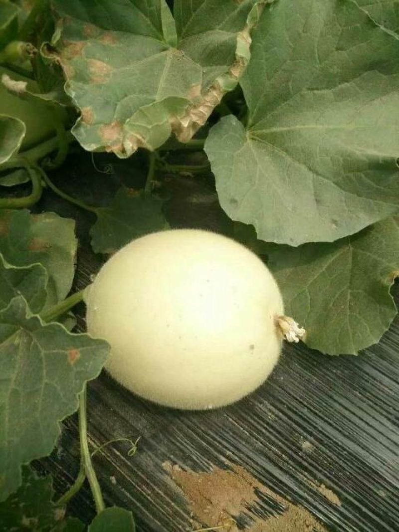 精品甜瓜大量上市，小白瓜供应，脆梨甜瓜供应
