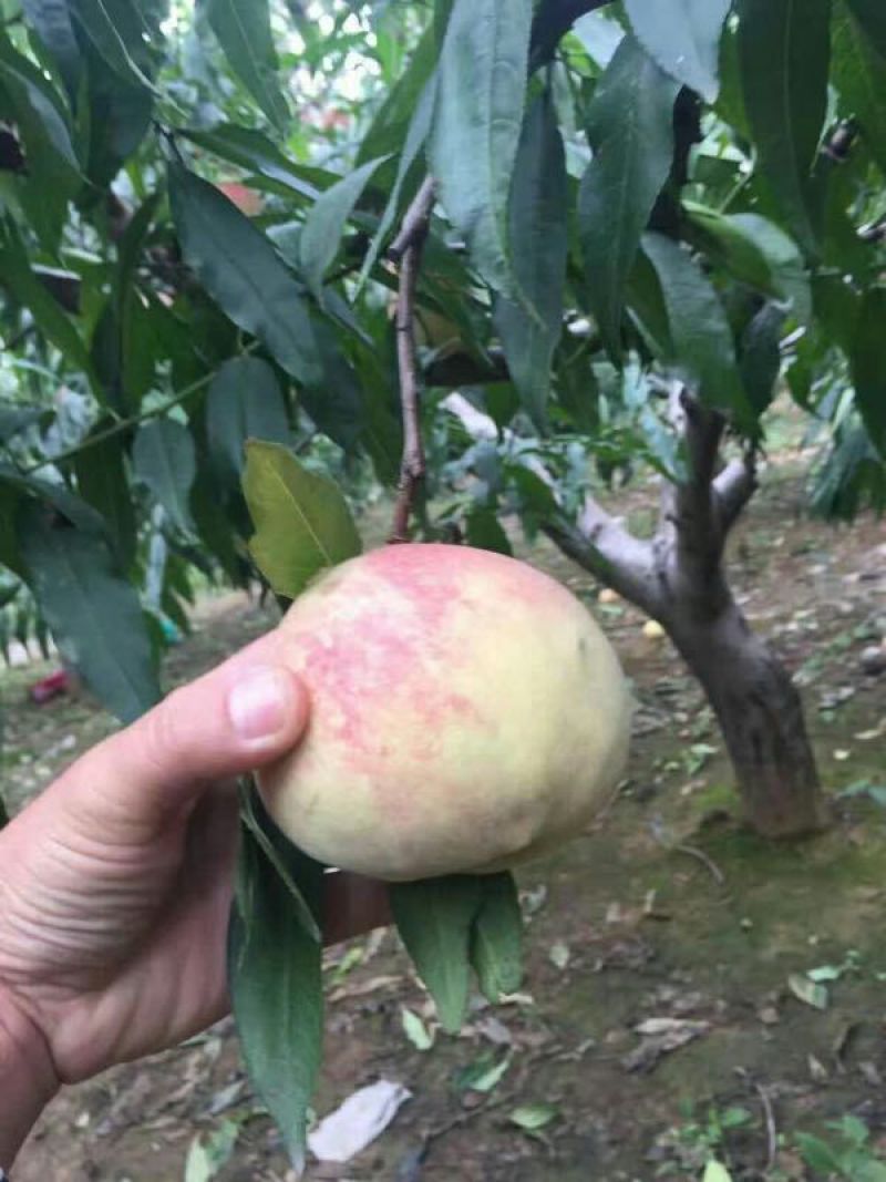 晚熟桃树苗.锦绣黄桃苗，映霜红桃苗品种齐全