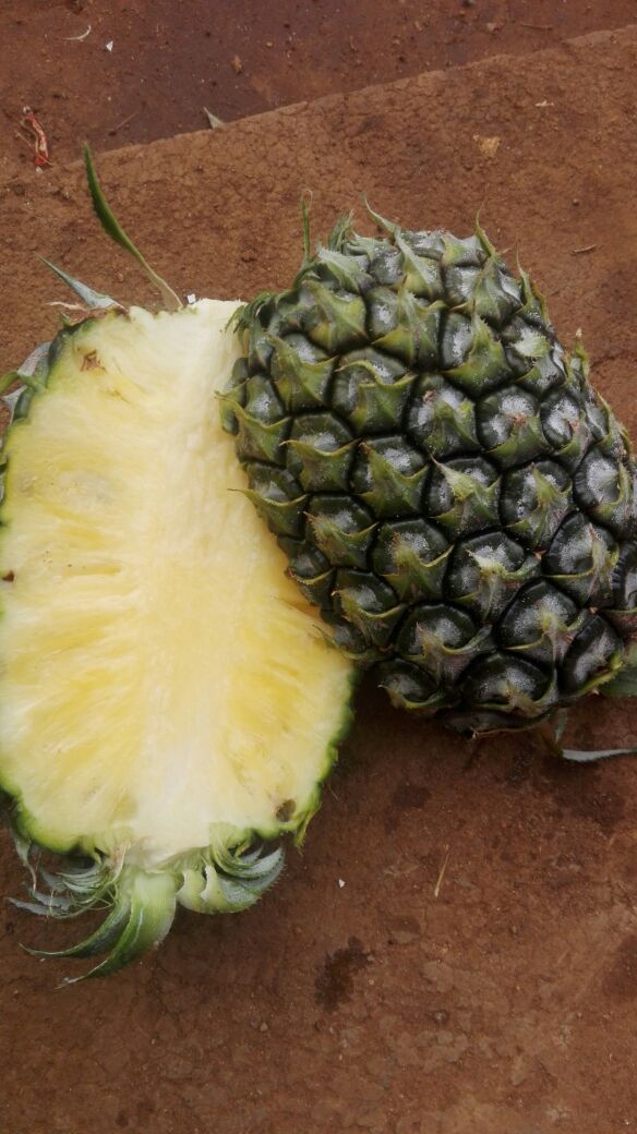 杂交种类菠萝广东湛江徐闻县_批发_供应-一亩