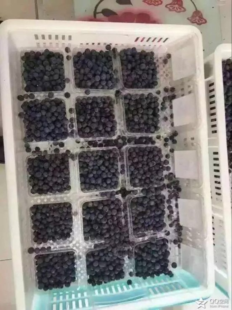 蓝丰蓝莓