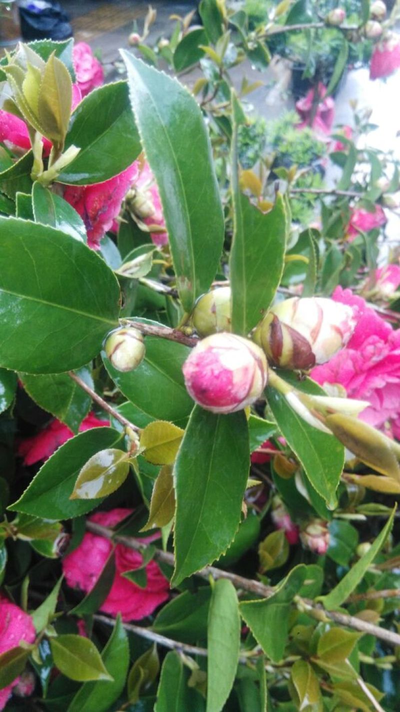 茶花树