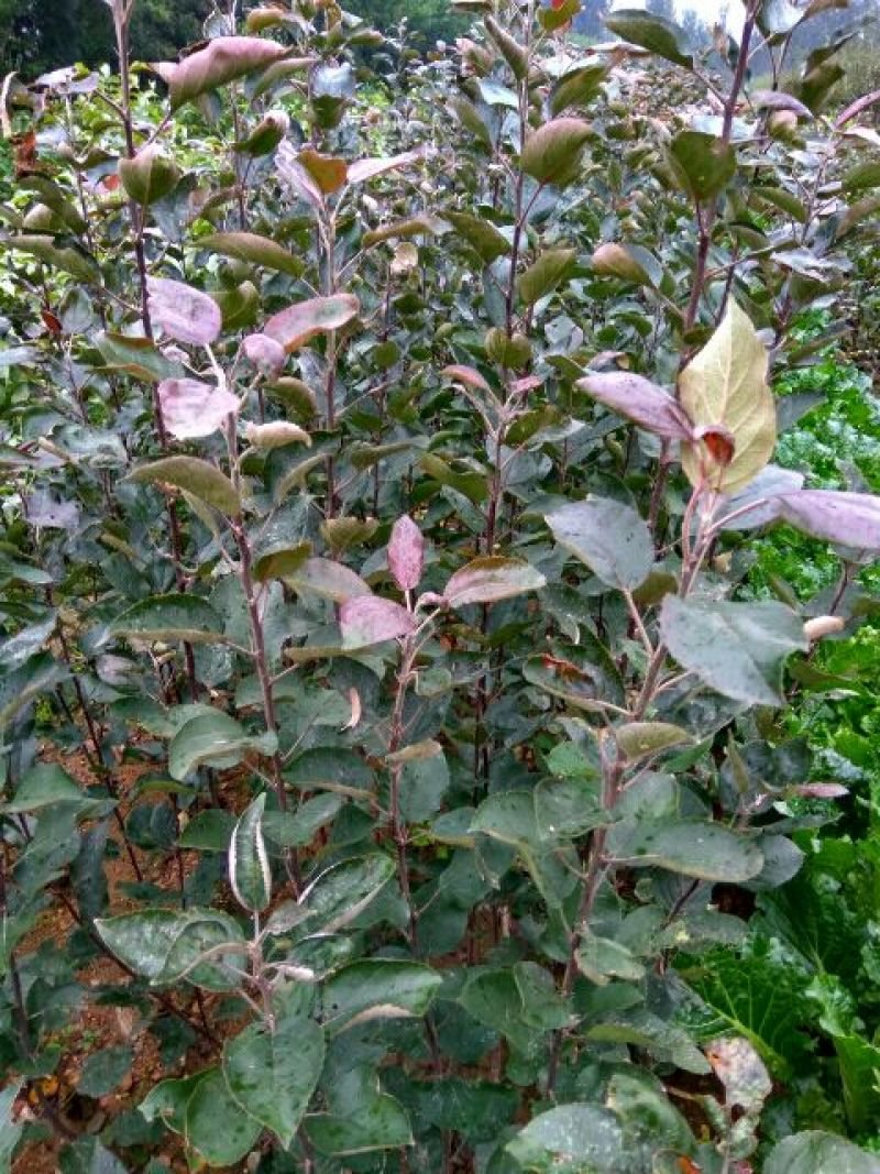 红色之爱苹果苗品种货真价实119~06红肉苹果苗红苹果