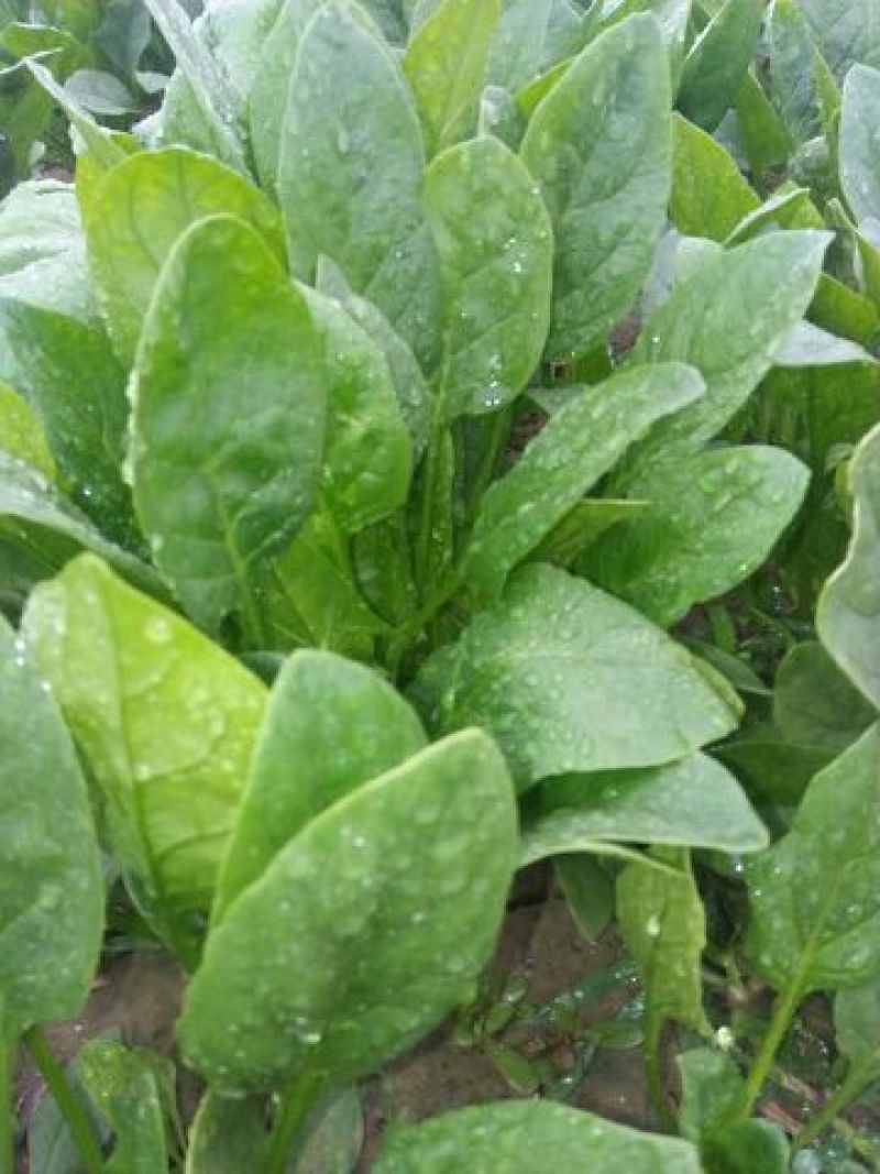 黑叶菠菜15~20厘米