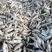 雪剑1.5~2斤起