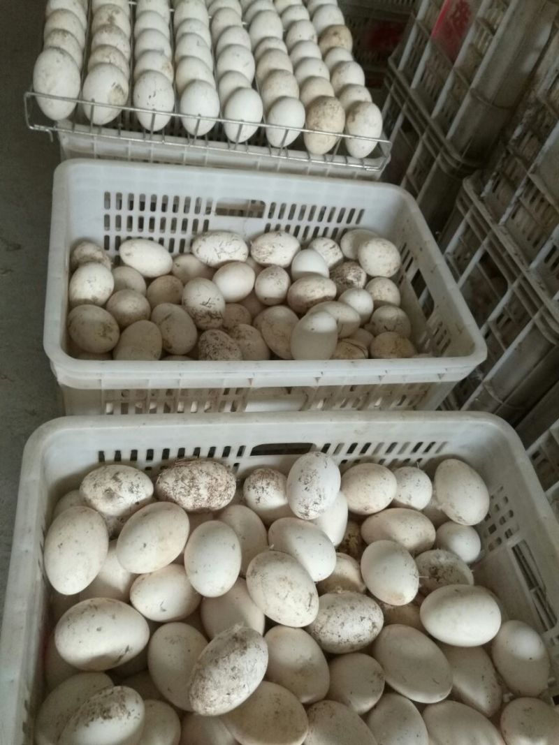 泰州白鹅鹅苗250g以下