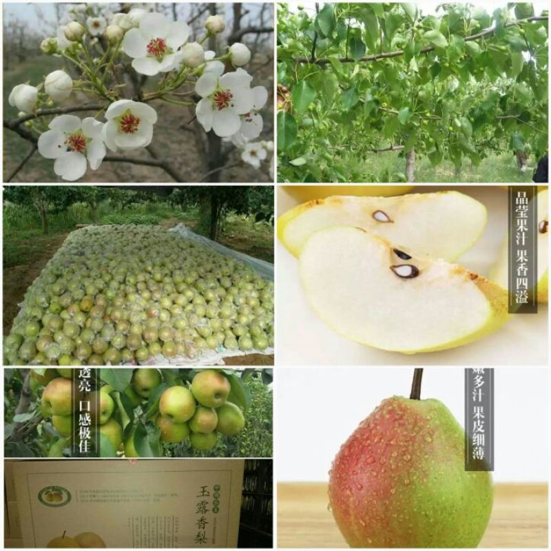 玉露香400~450g纸箱