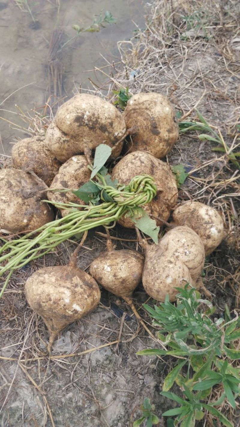 广东徐闻新苗苟葛白地瓜应季节凉薯沙苟