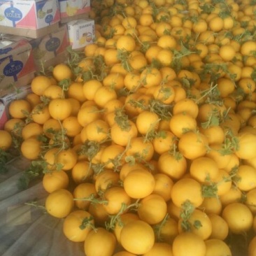 甜瓜3月份大量上市