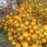 甜瓜3月份大量上市