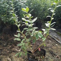 蓝莓苗30~50cm2年以上