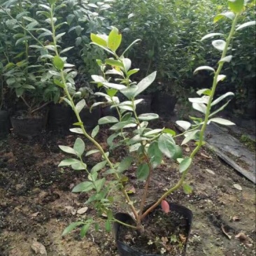 蓝莓苗30~50cm2年以上