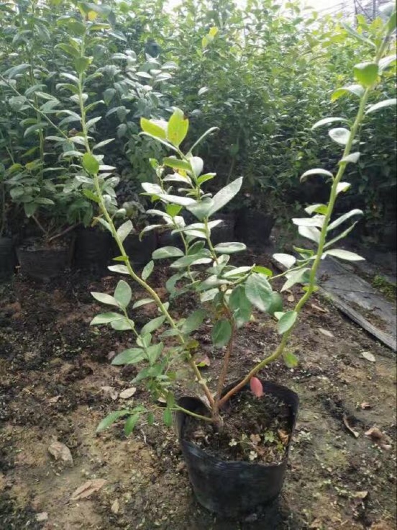 蓝莓苗30~50cm2年以上