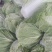 大白菜4~6斤，M5白菜，毛净都有