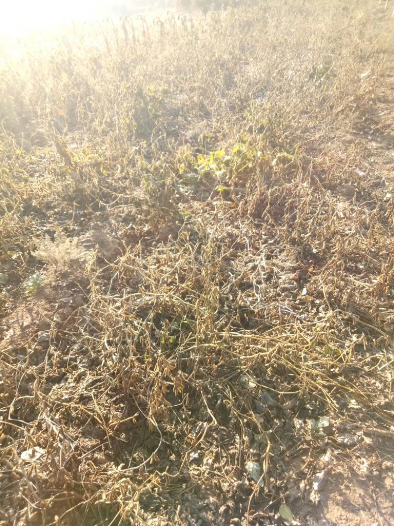 乌皮青仁豆散装