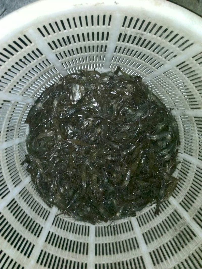 河虾冰鲜虾26~30只/kg